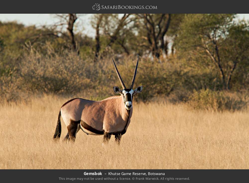 Gemsbok in Khutse Game Reserve, Botswana