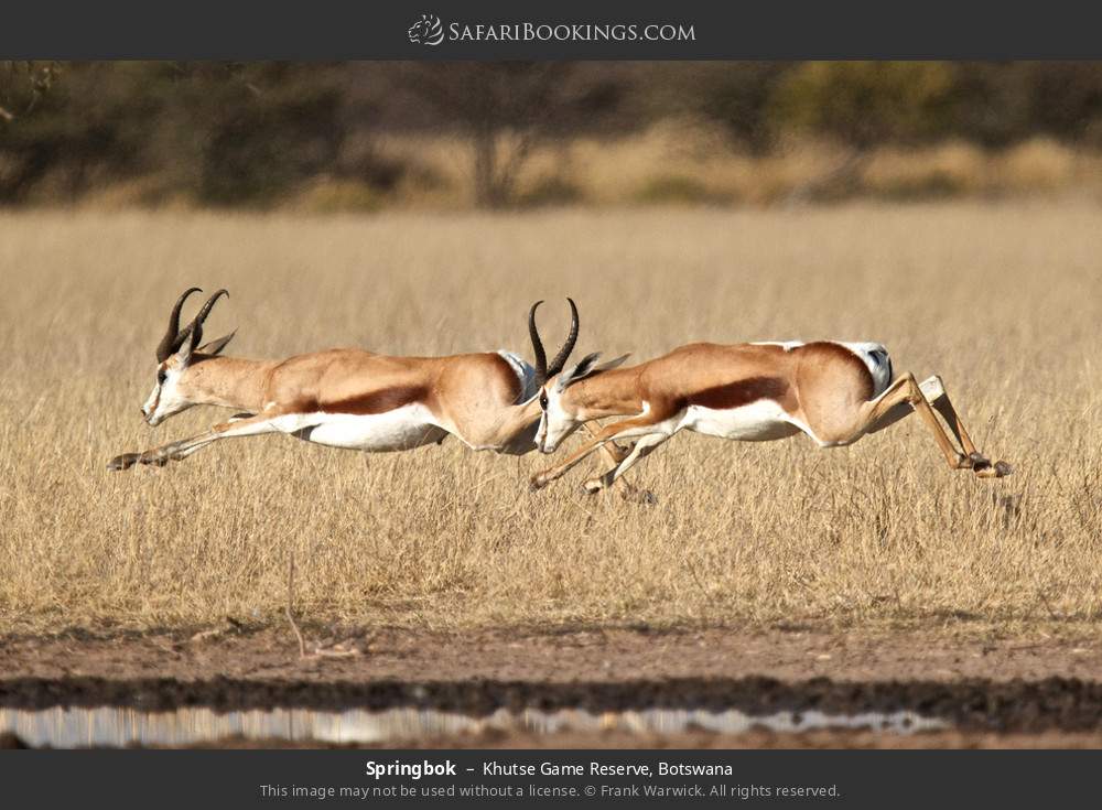 Springboks in Khutse Game Reserve, Botswana