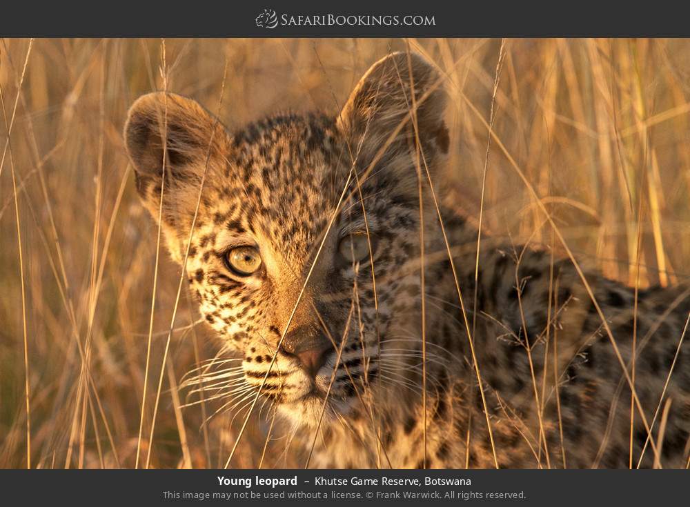 Young leopard in Khutse Game Reserve, Botswana