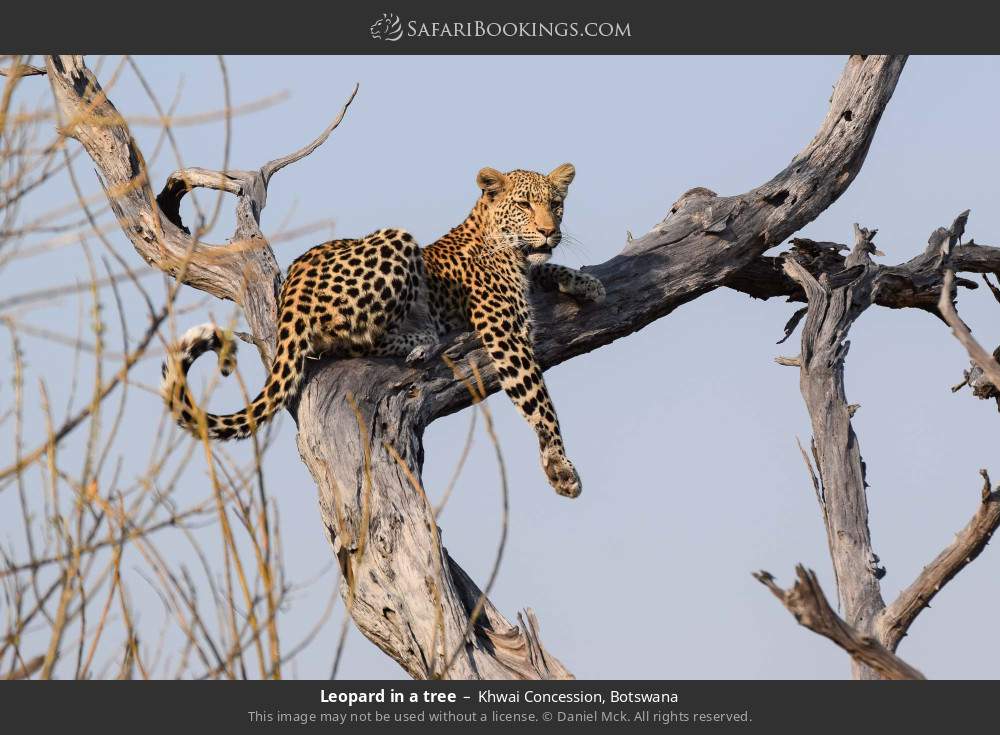 Leopard in a tree in Khwai Concession, Botswana