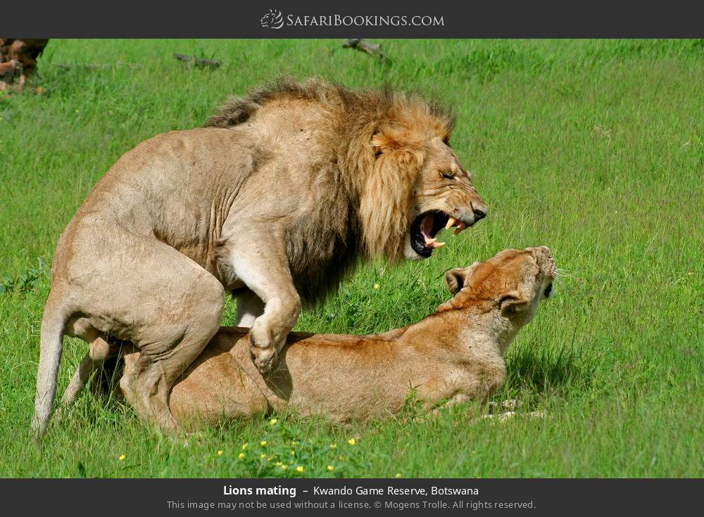Lions mating in Kwando Concession, Botswana