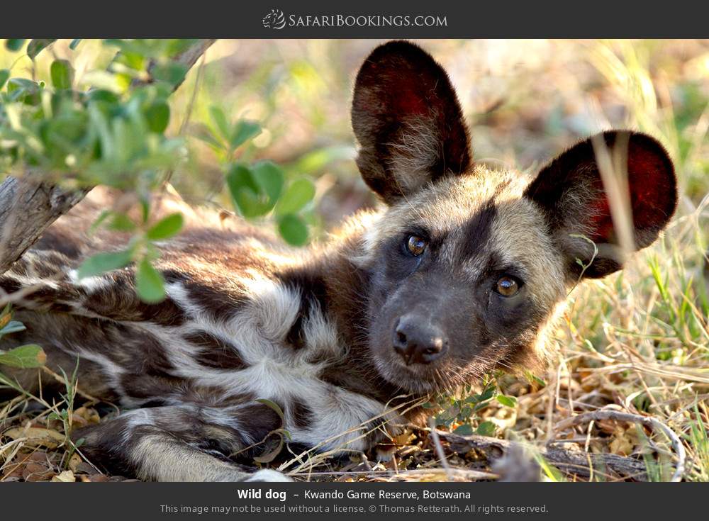 Wild dog in Kwando Concession, Botswana