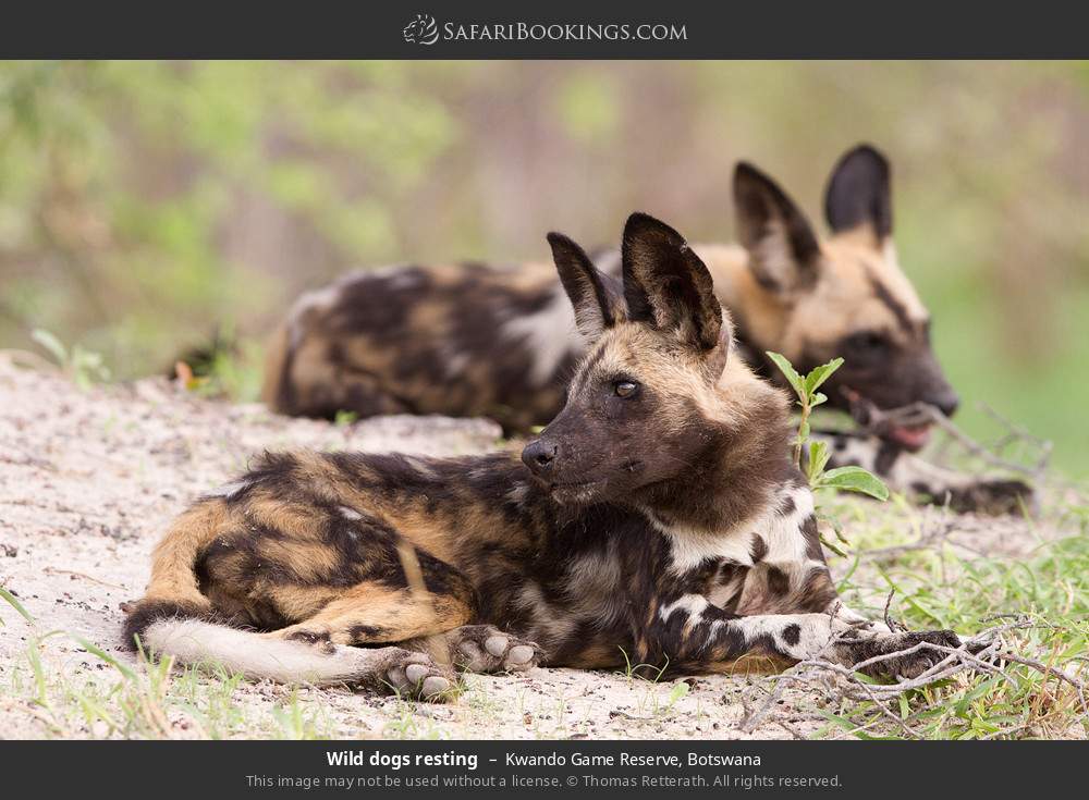 Wild dogs resting in Kwando Concession, Botswana