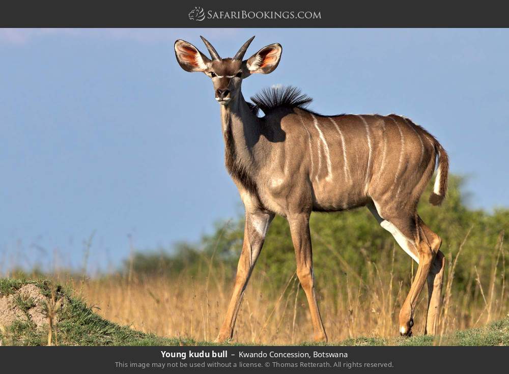 Young kudu bull in Kwando Concession, Botswana