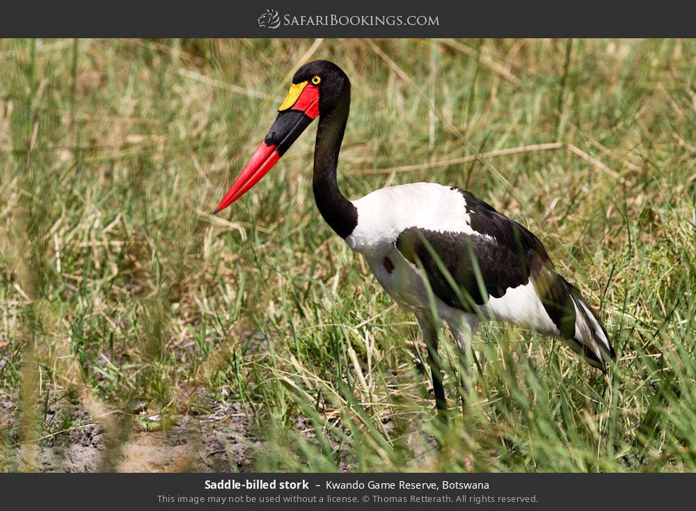 Saddle-billed stork in Kwando Concession, Botswana