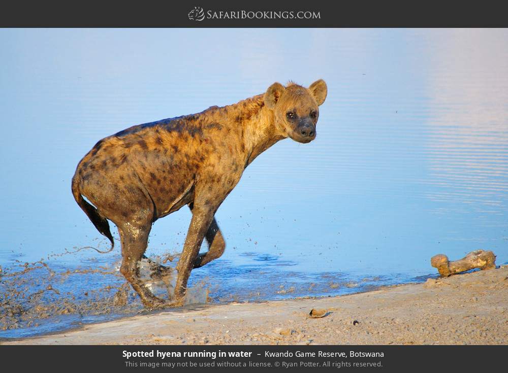 Spotted hyena running in water in Kwando Concession, Botswana