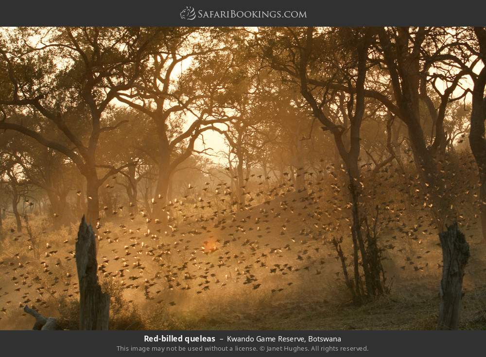 Red-billed queleas in Kwando Concession, Botswana