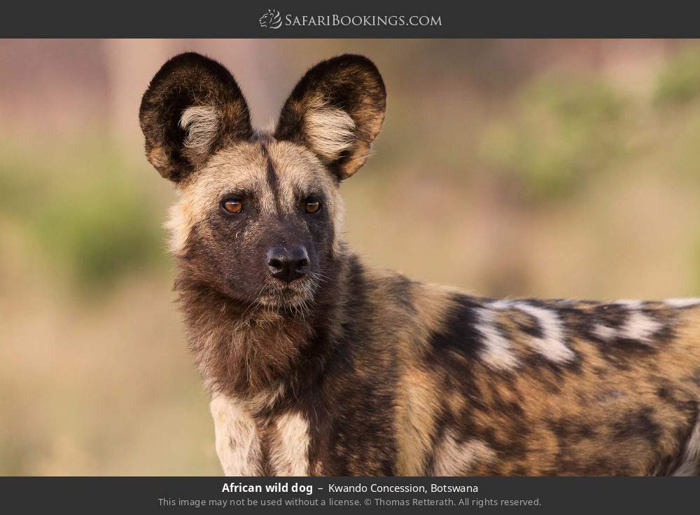 African wild dog in Kwando Concession, Botswana