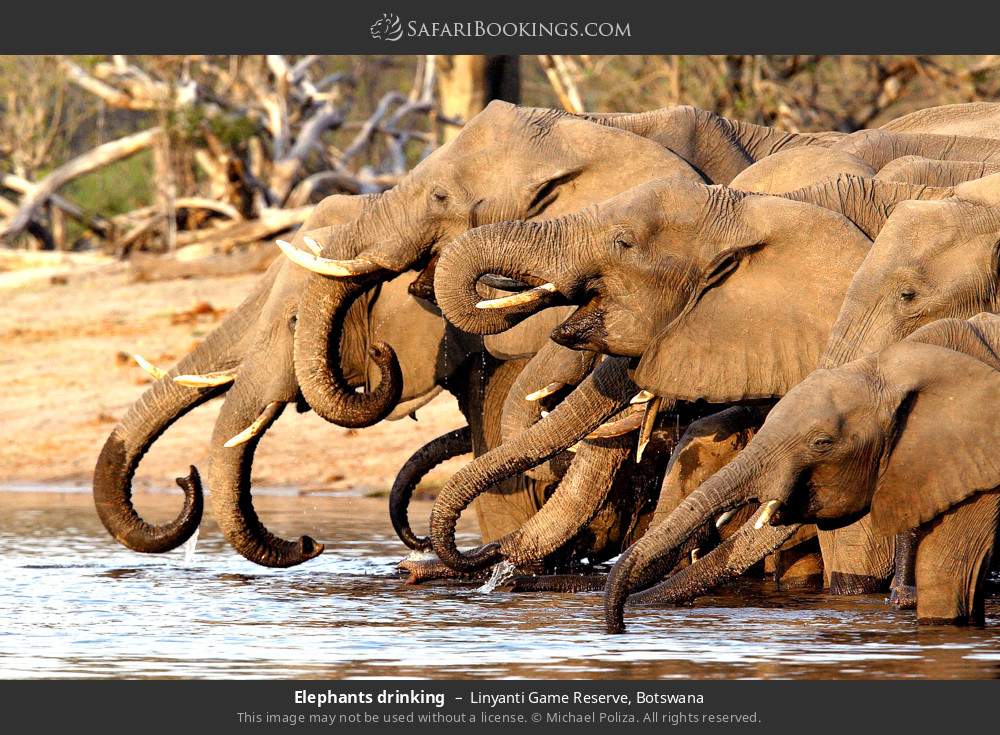 Elephants drinking in Linyanti Concession, Botswana
