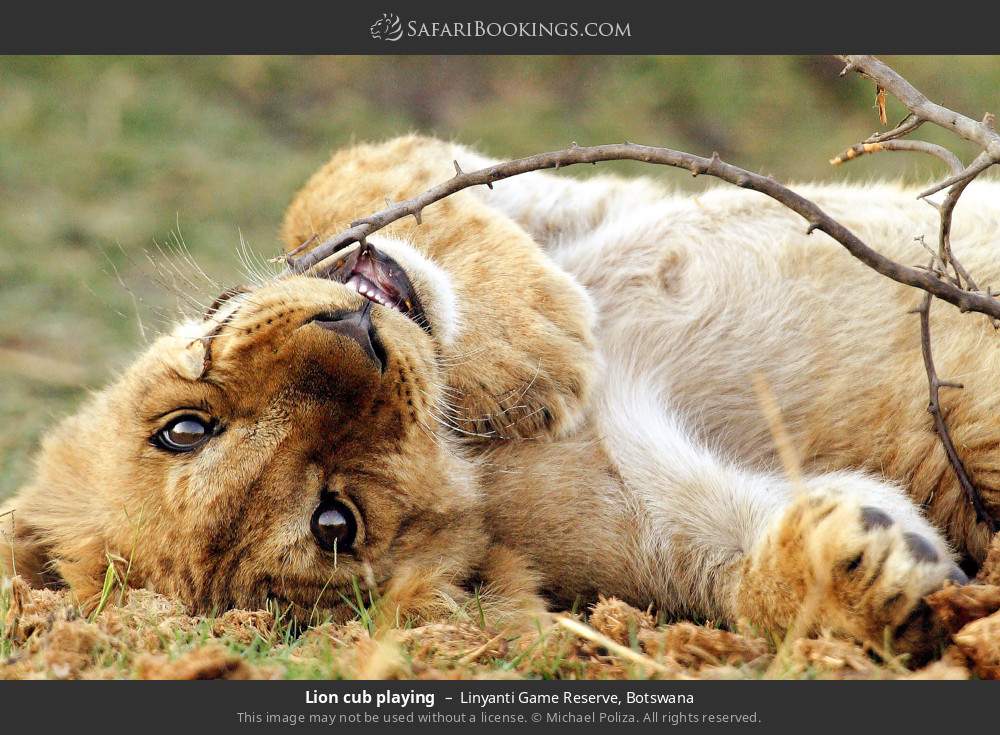 Lion cub playing in Linyanti Concession, Botswana