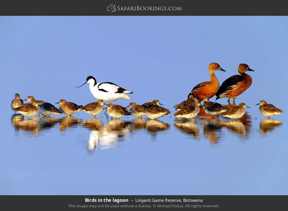 Birds in a lagoon in Linyanti Concession, Botswana