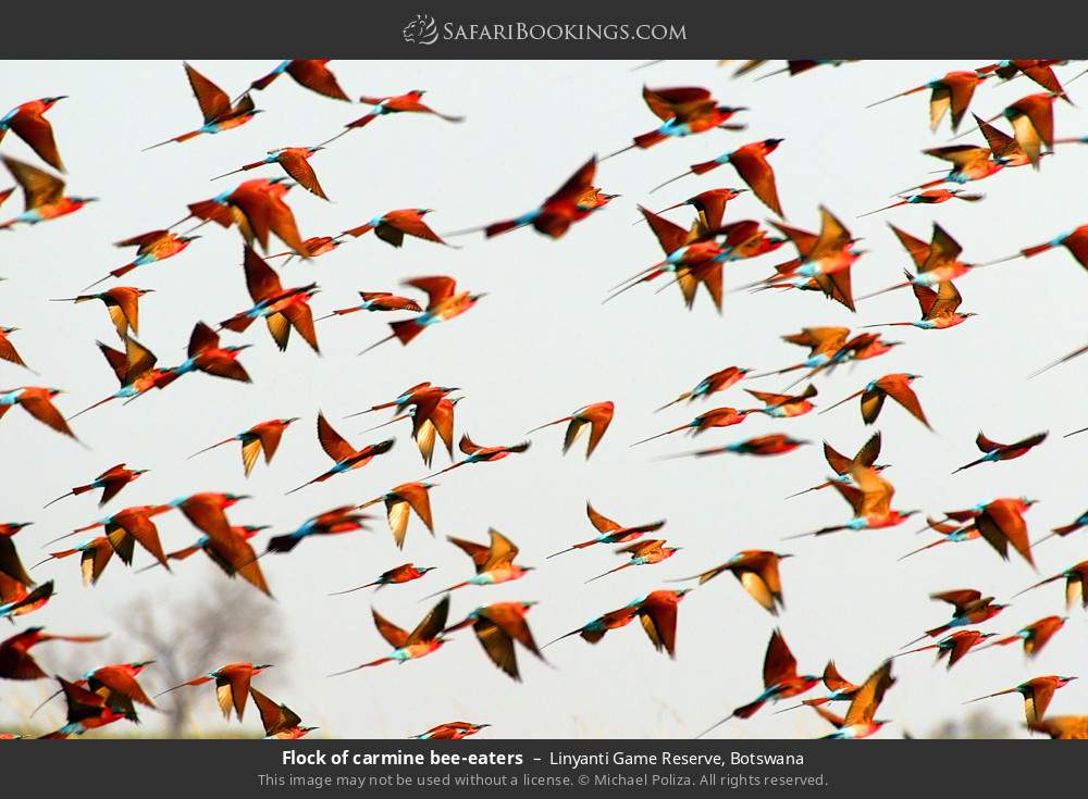 Flock of carmine bee-eaters in Linyanti Concession, Botswana