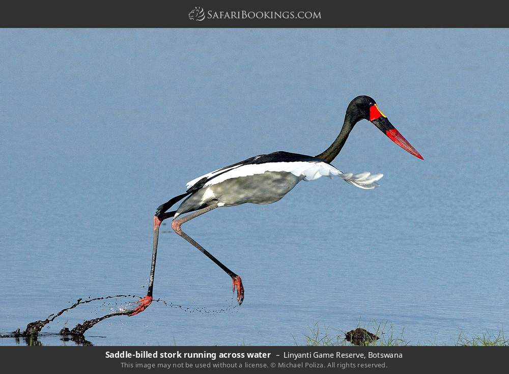 Saddle-billed stork running across water in Linyanti Concession, Botswana