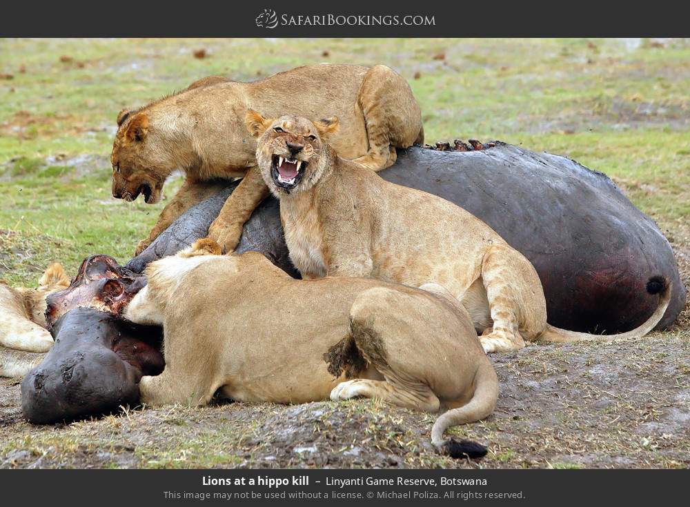 Lions at a hippo kill in Linyanti Concession, Botswana