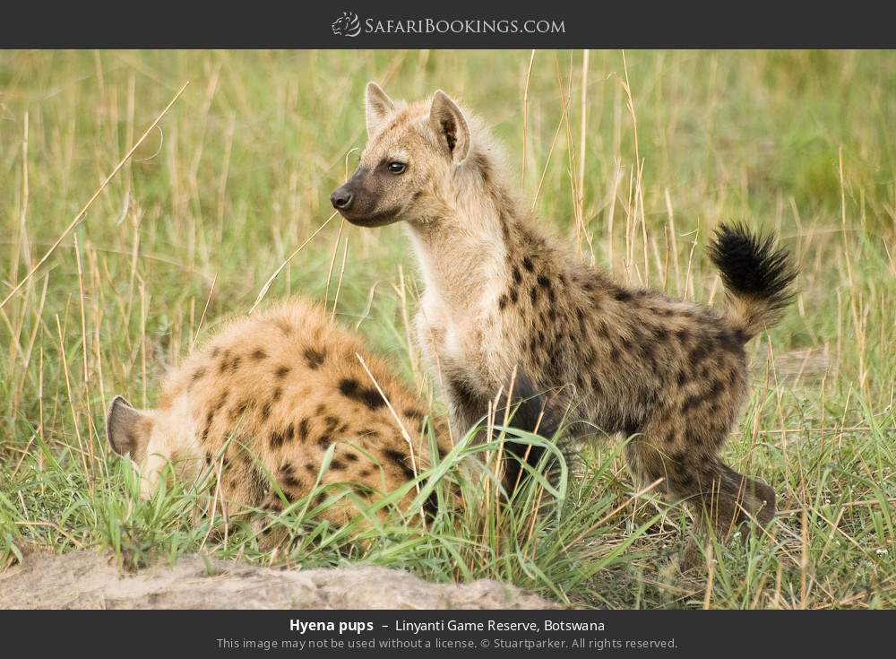 Hyena pups in Linyanti Concession, Botswana