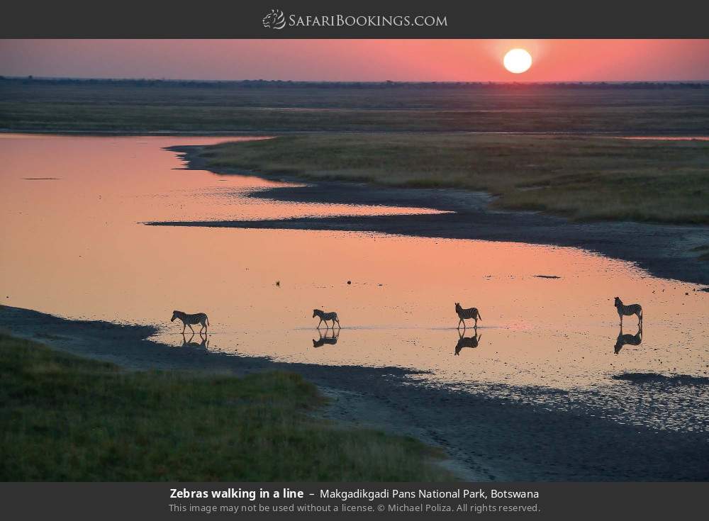 Zebras walking in a line in Makgadikgadi Pans National Park, Botswana