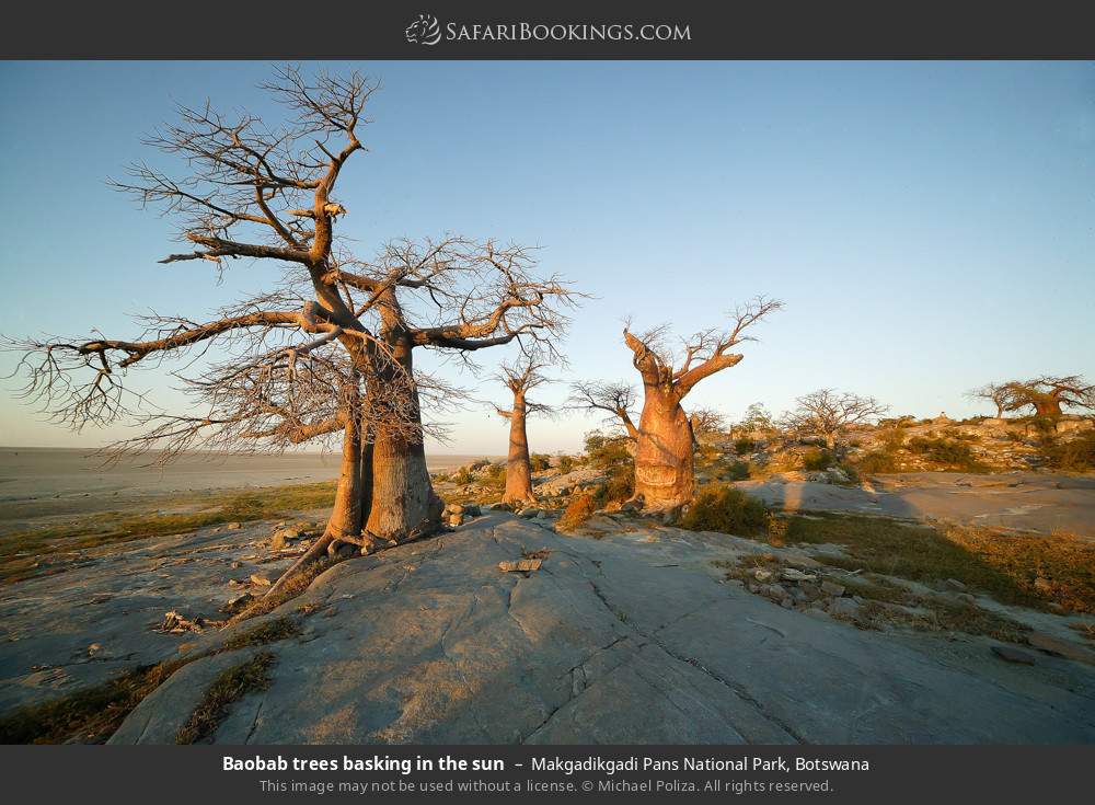 Baobab trees basking in the sun in Makgadikgadi Pans National Park, Botswana