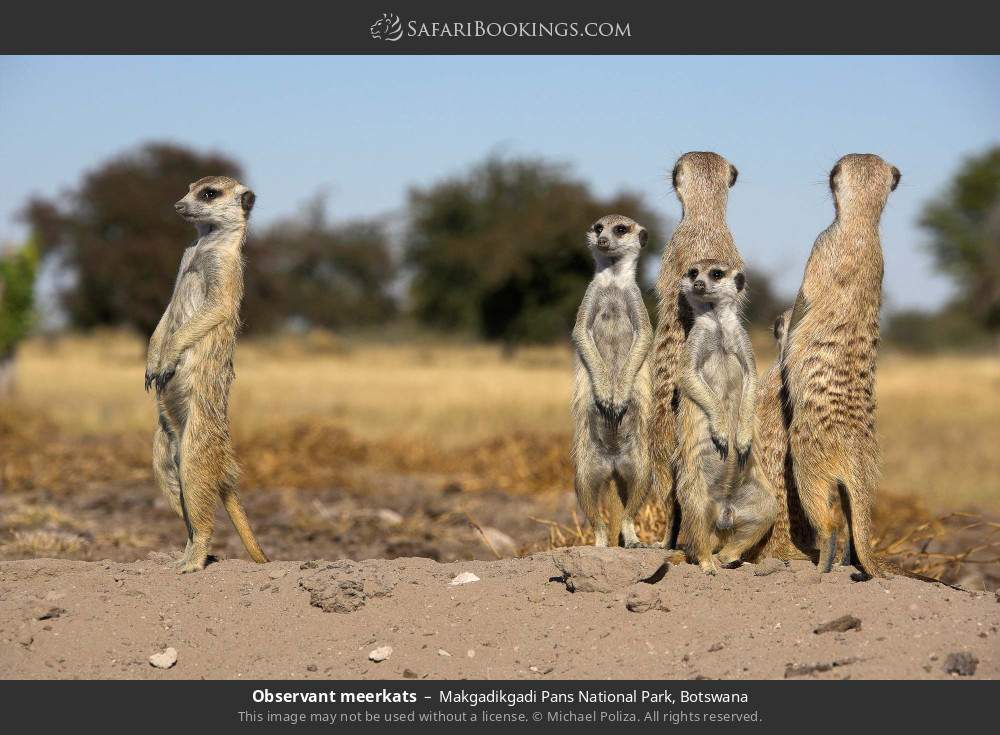 Observant meerkats in Makgadikgadi Pans National Park, Botswana
