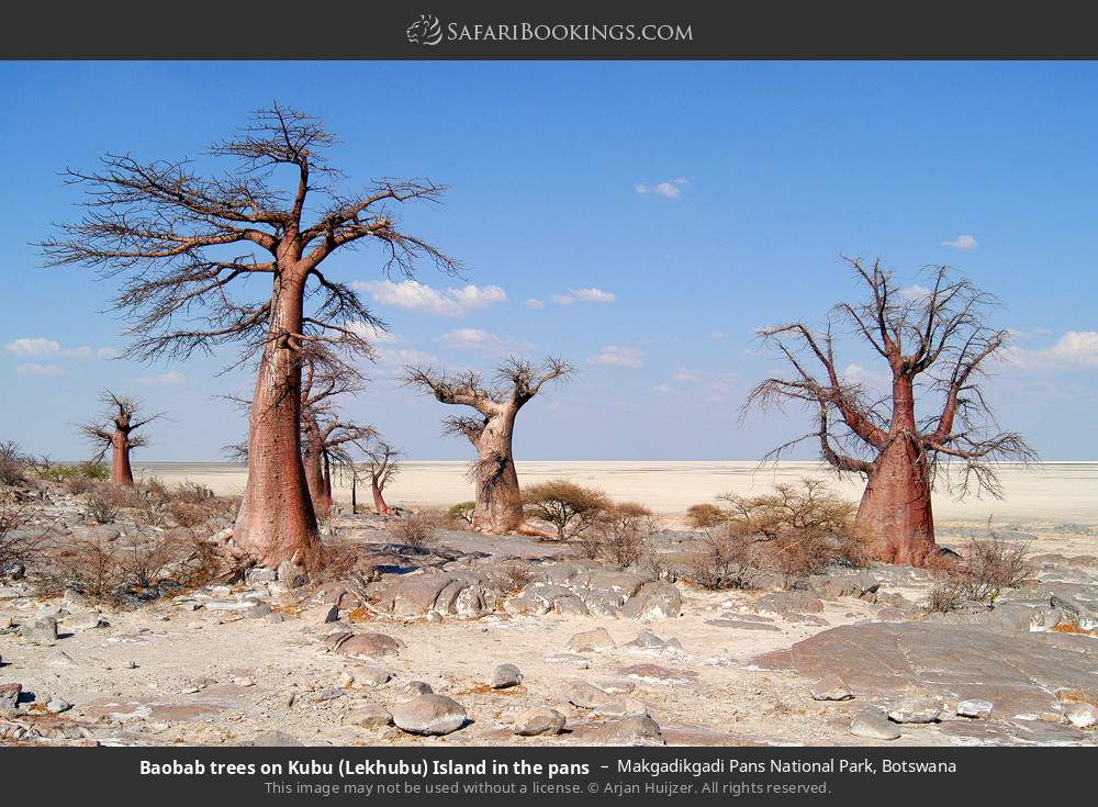 Baobab trees on Kubu (Lekhubu) Island in the pans in Makgadikgadi Pans National Park, Botswana