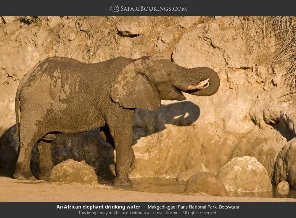 An African elephant drinking water in Makgadikgadi Pans National Park, Botswana