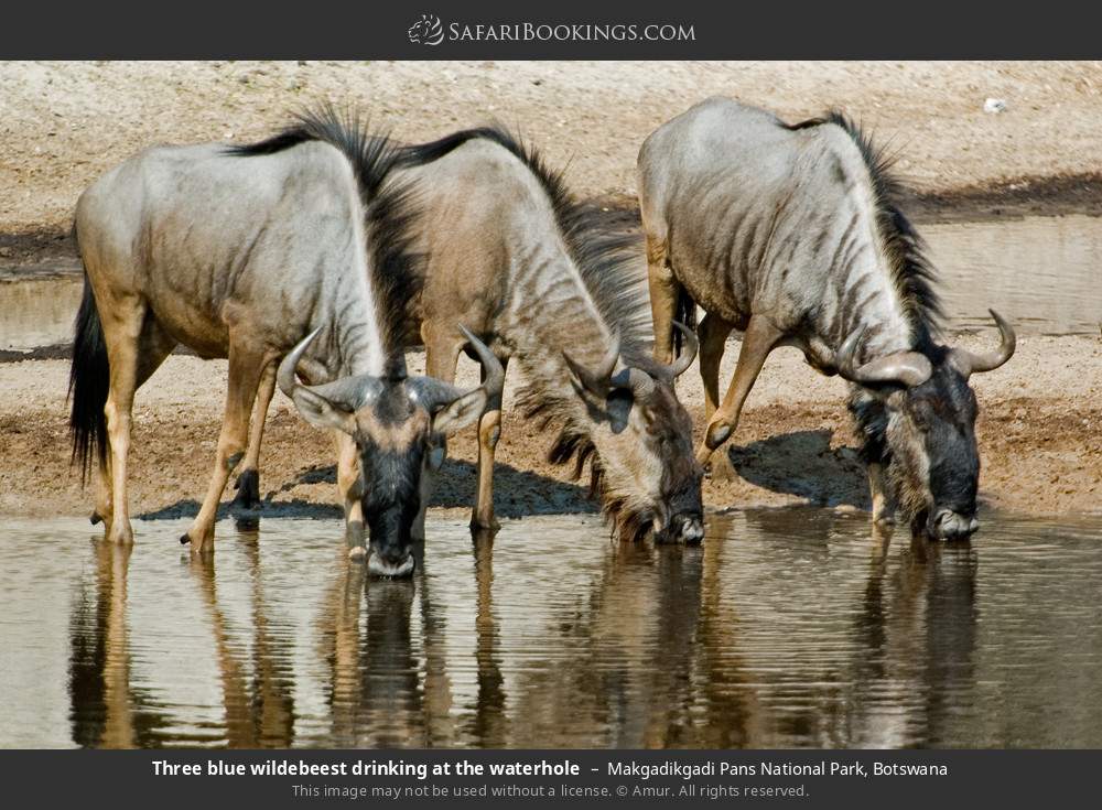 Three blue wildebeest drinking at a waterhole in Makgadikgadi Pans National Park, Botswana