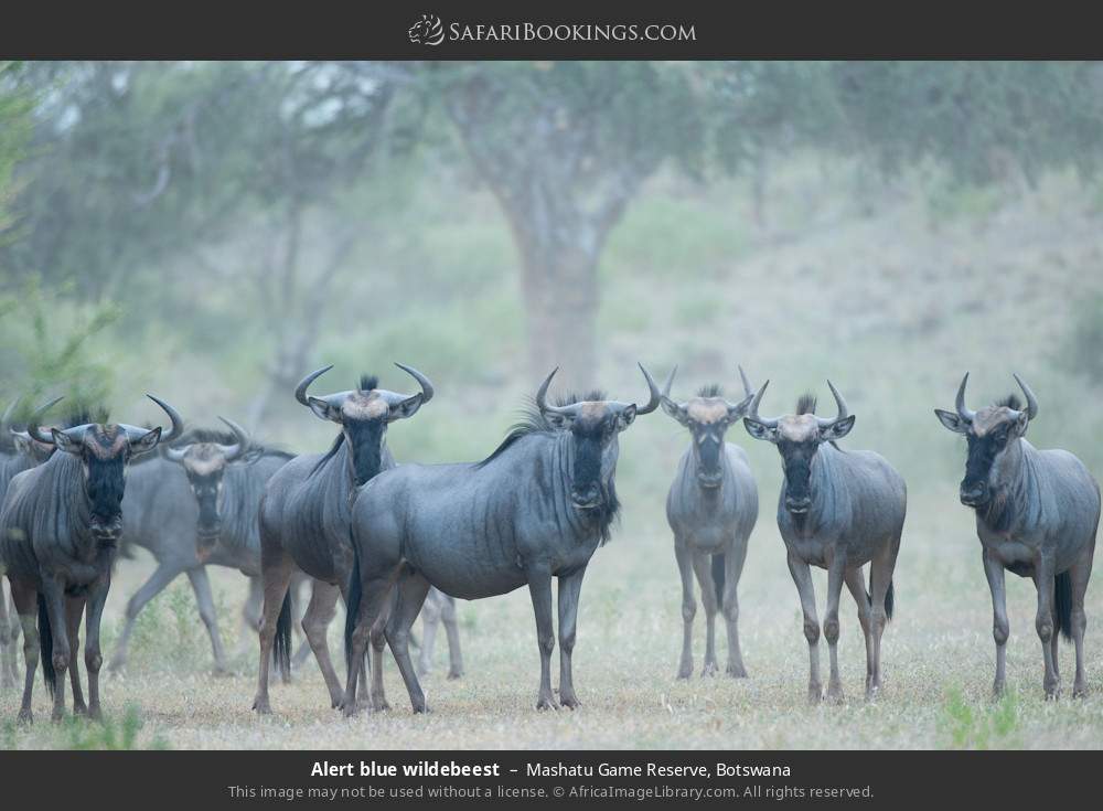 Alert blue wildebeest in Mashatu Game Reserve, Botswana