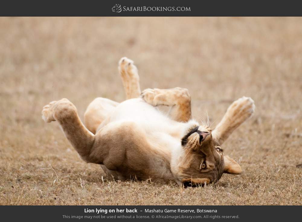 Lioness lying on her back in Mashatu Game Reserve, Botswana