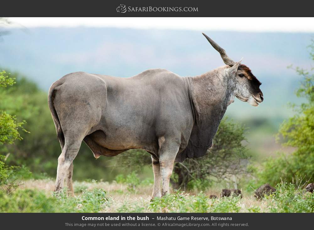 Common eland in the bush in Mashatu Game Reserve, Botswana