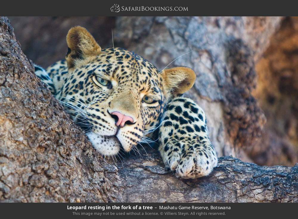 Leopard resting in the fork of a tree in Mashatu Game Reserve, Botswana