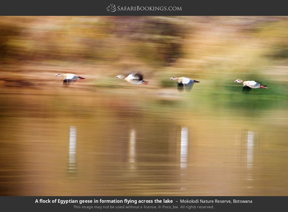 A flock of Egyptian geese in formation flying across the lake in Mokolodi Nature Reserve, Botswana