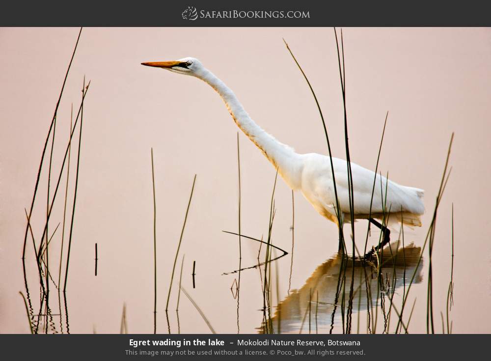 Egret wading in the lake in Mokolodi Nature Reserve, Botswana