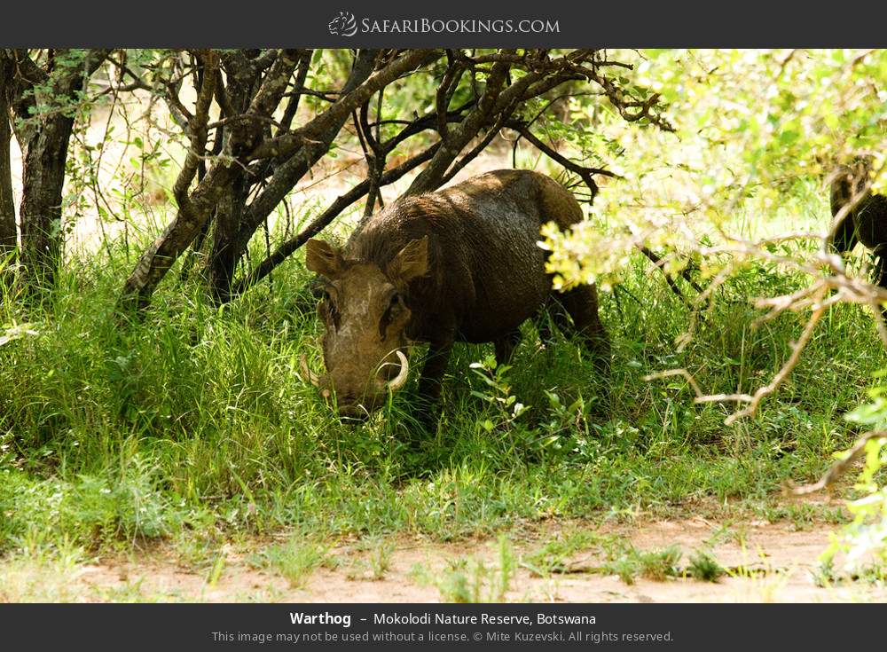 Warthog in Mokolodi Nature Reserve, Botswana