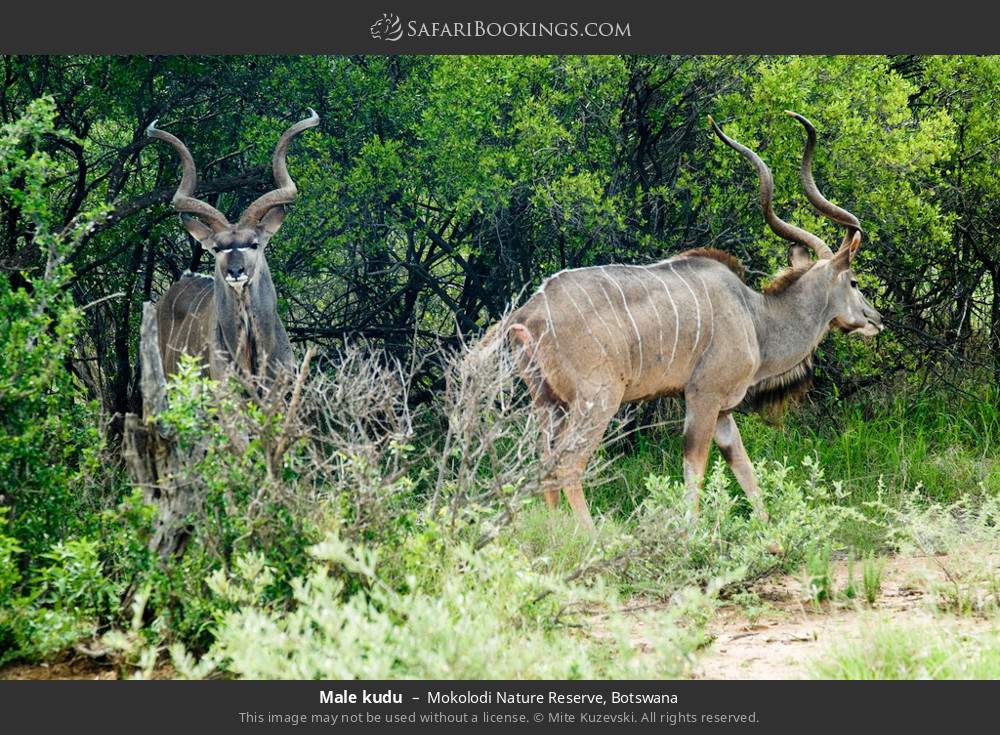 Male kudus in Mokolodi Nature Reserve, Botswana