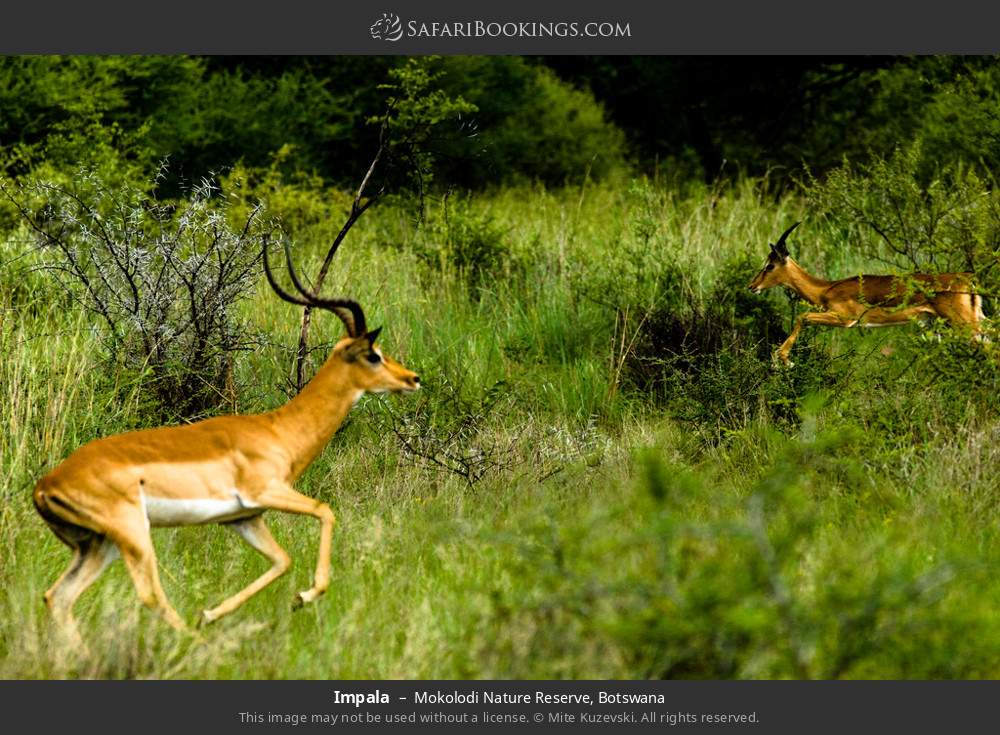 Impalas in Mokolodi Nature Reserve, Botswana
