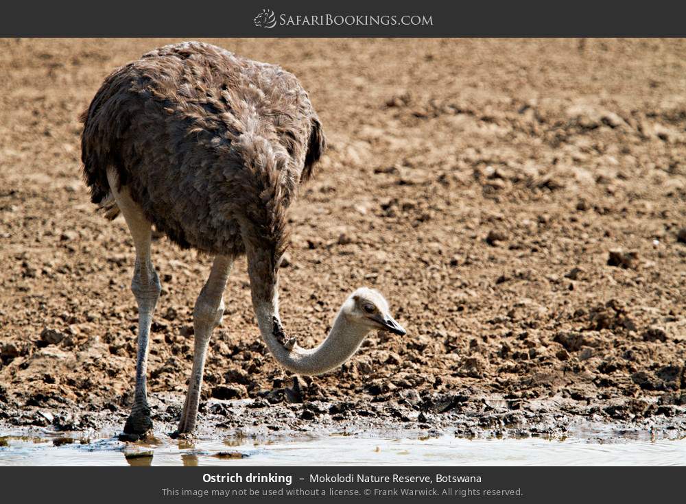Ostrich drinking in Mokolodi Nature Reserve, Botswana