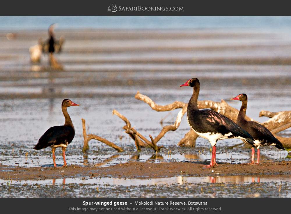Spur-winged geese in Mokolodi Nature Reserve, Botswana
