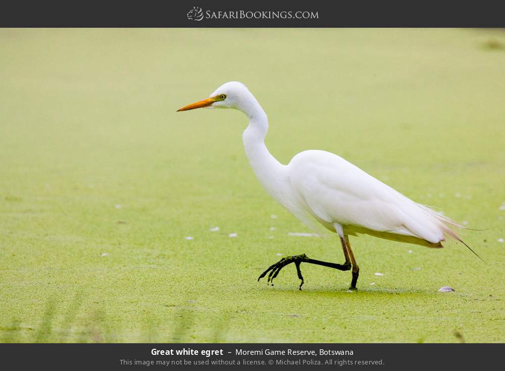 Great white egret in Moremi Game Reserve, Botswana