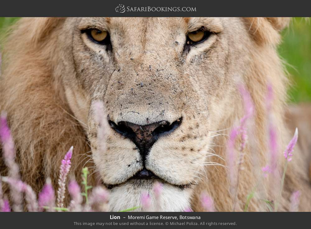 Lion in Moremi Game Reserve, Botswana