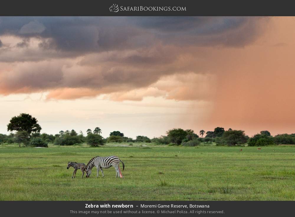 Zebra with newborn in Moremi Game Reserve, Botswana