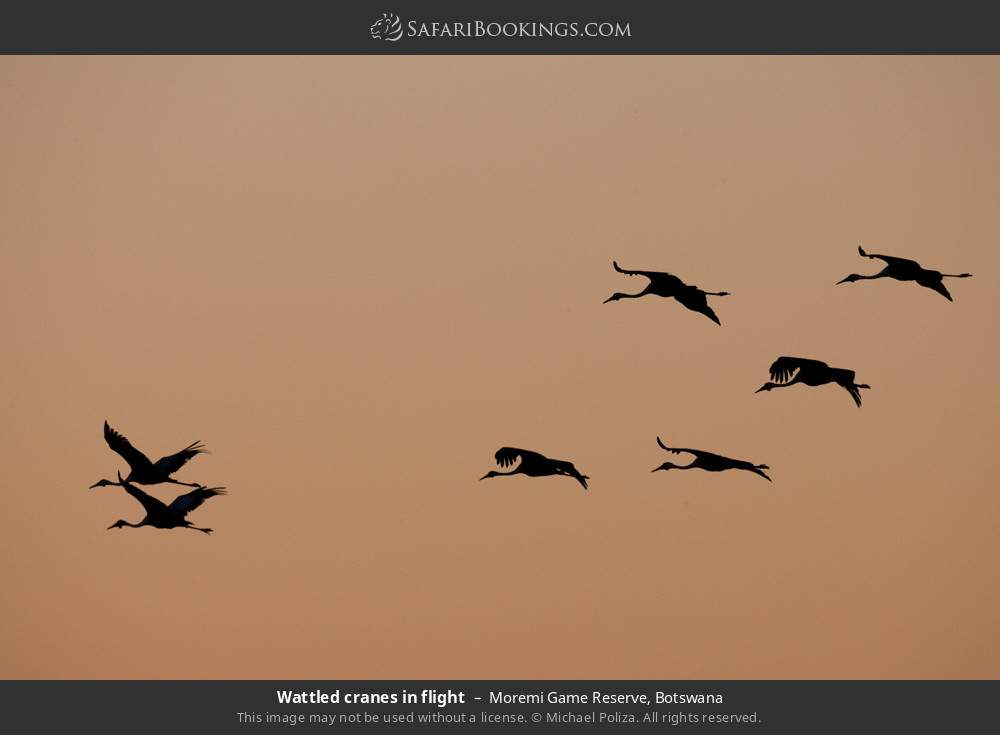 Wattled cranes in flight in Moremi Game Reserve, Botswana