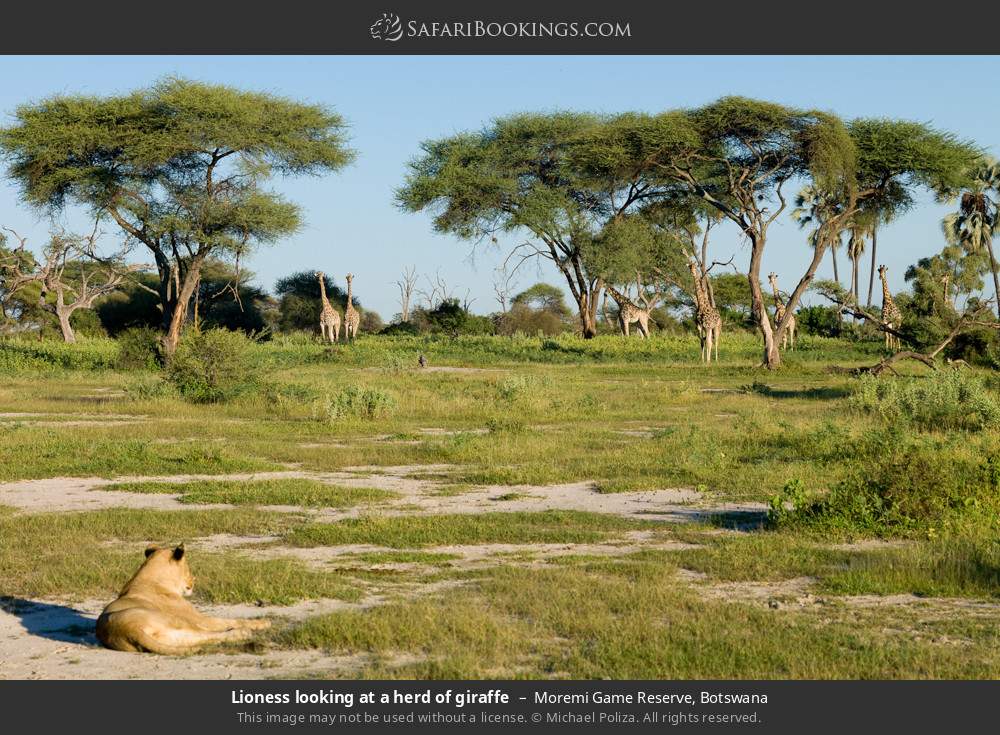 Lioness looking at a herd of giraffes in Moremi Game Reserve, Botswana