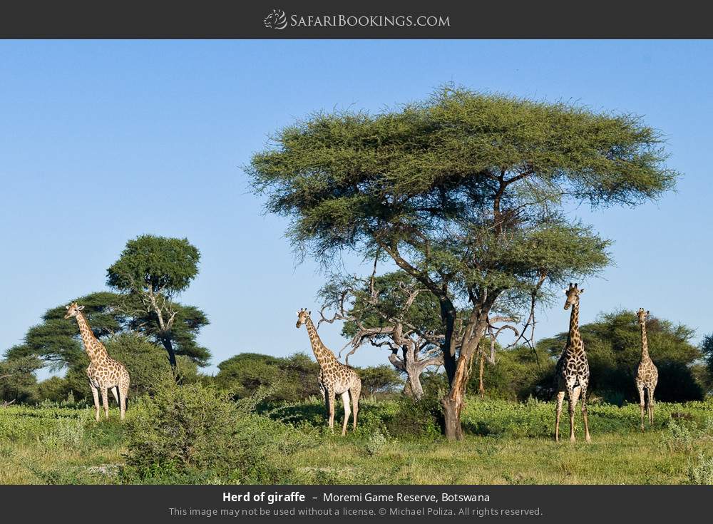Herd of giraffes in Moremi Game Reserve, Botswana
