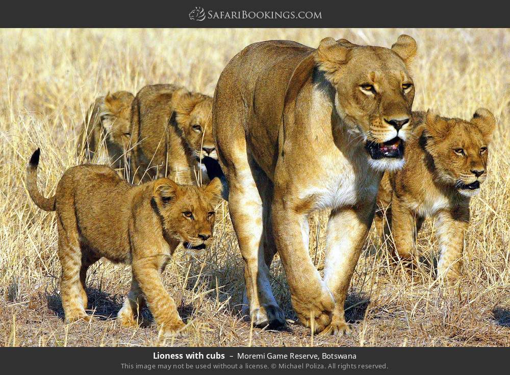 Lioness with cubs in Moremi Game Reserve, Botswana