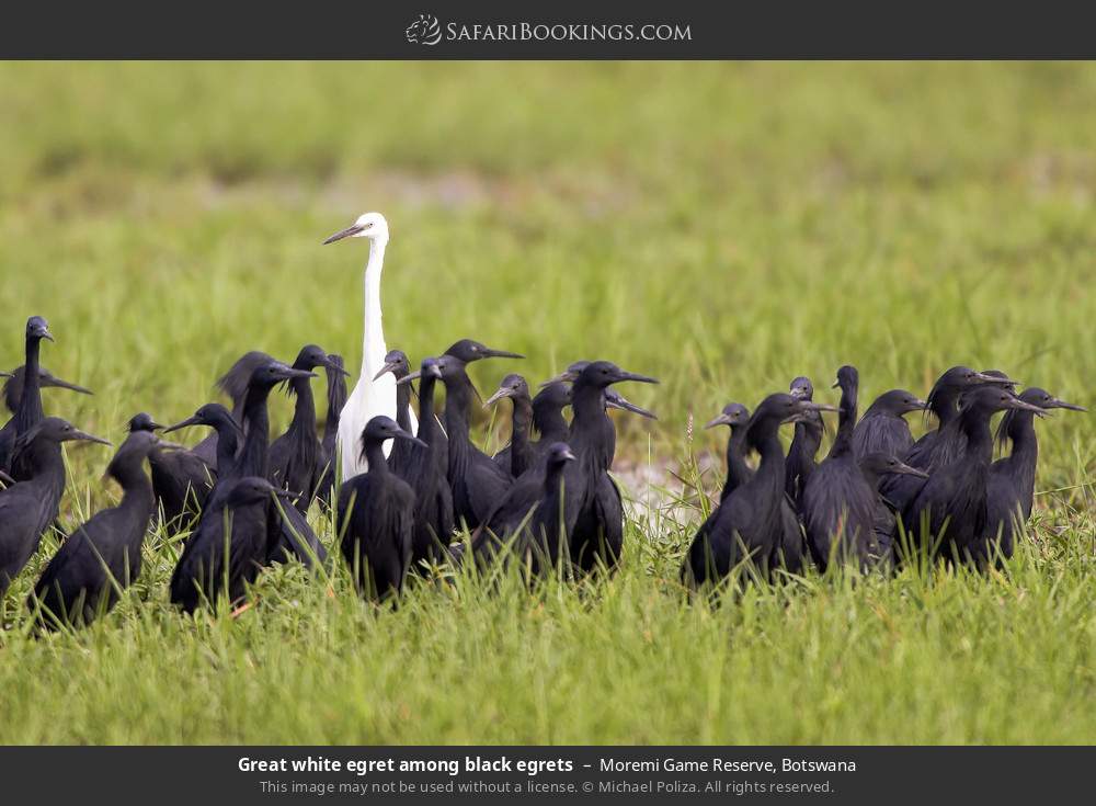 Great white egret among black egrets in Moremi Game Reserve, Botswana