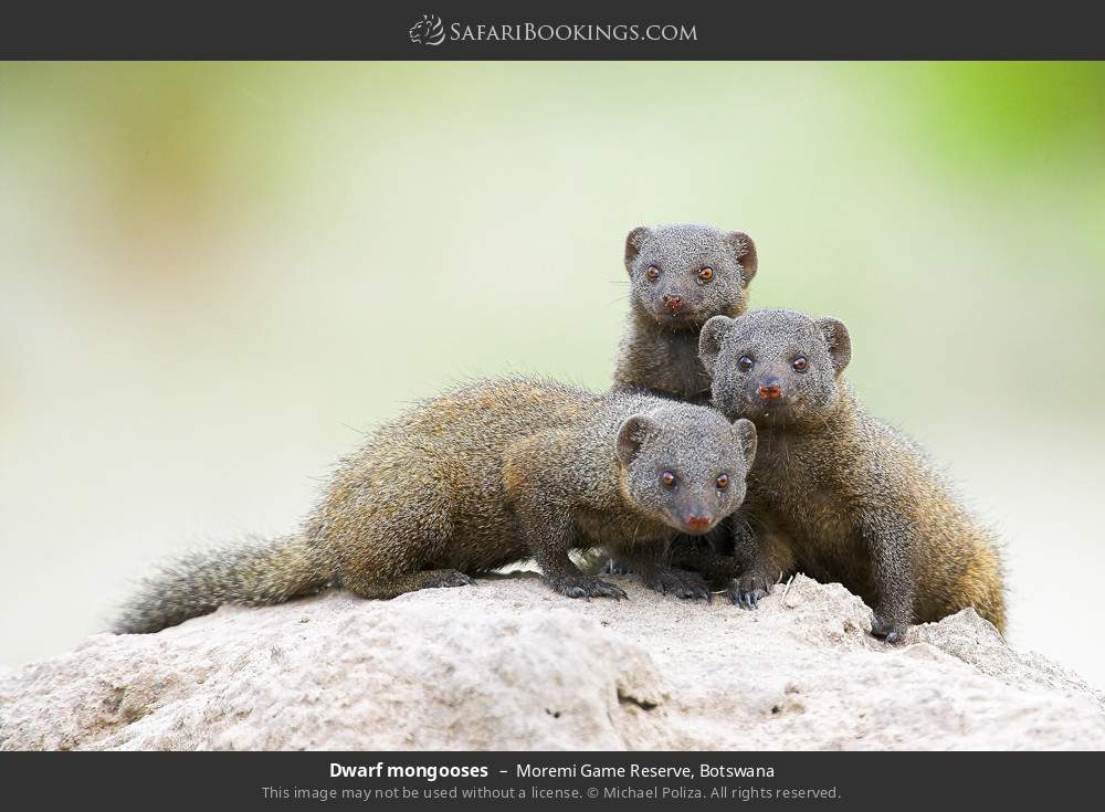 Dwarf mongooses in Moremi Game Reserve, Botswana