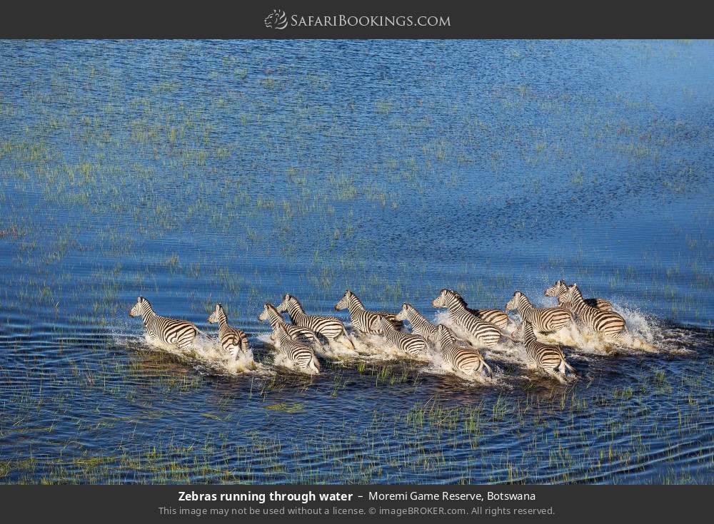 Zebras running through water in Moremi Game Reserve, Botswana