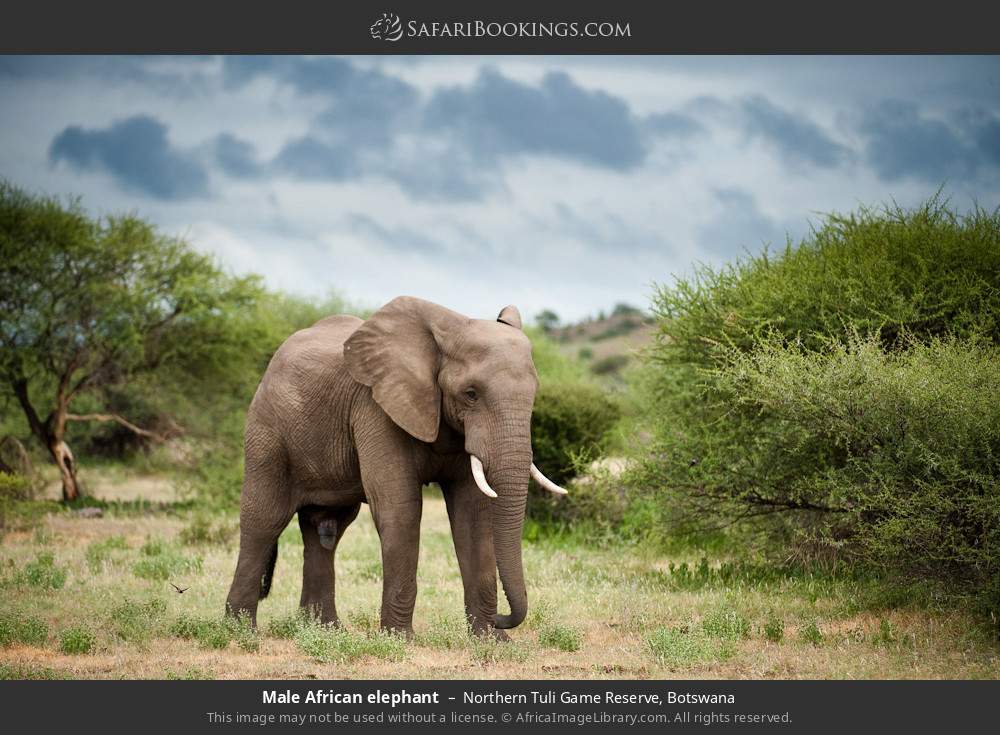 Male African elephant in Northern Tuli Game Reserve, Botswana
