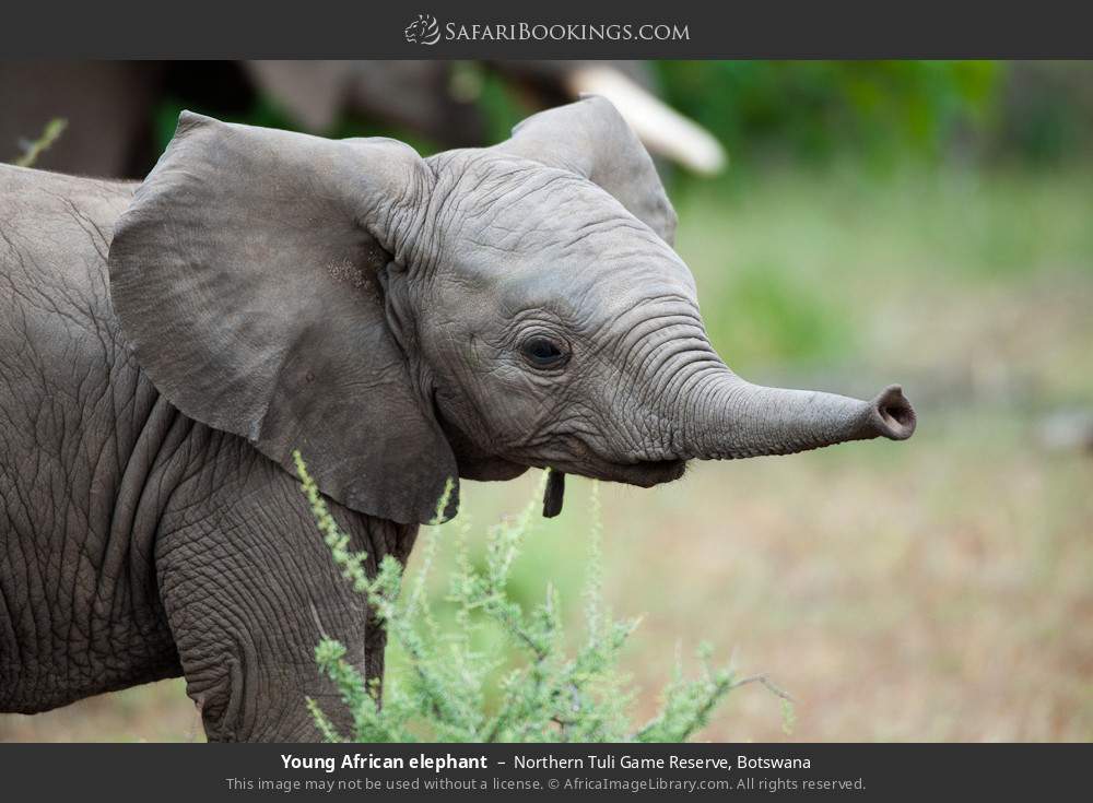 Young African elephant in Northern Tuli Game Reserve, Botswana