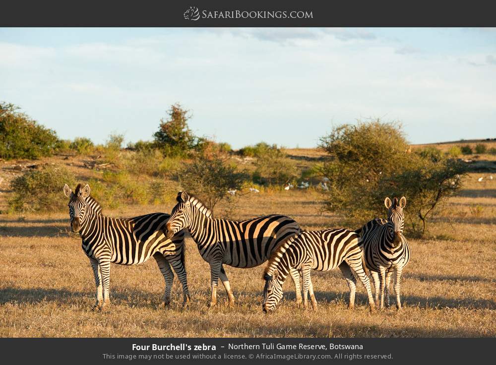 Four plains zebras in Northern Tuli Game Reserve, Botswana