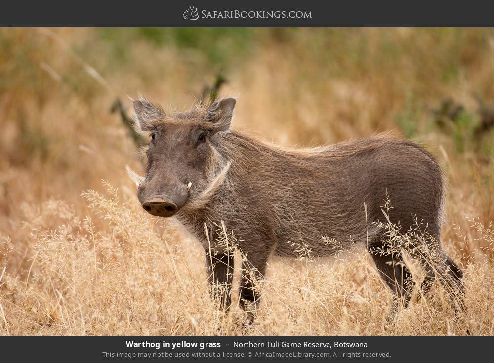 Warthog in yellow grass in Northern Tuli Game Reserve, Botswana